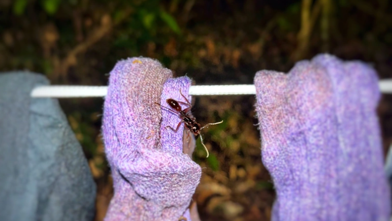 Bullet Ant in Peru