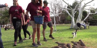 feeding mongooses