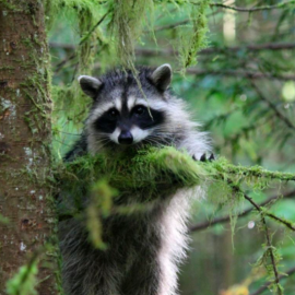 Rescued raccoon in Canada