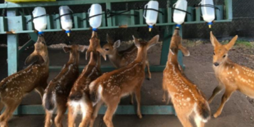 Rescued baby deer in Canada
