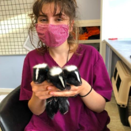 Intern with three baby skunks