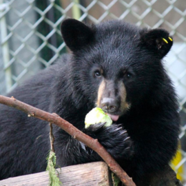 Bear rescue internship in Canada